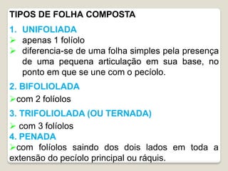 TIPOS DE FOLHA COMPOSTA
1. UNIFOLIADA
 apenas 1 folíolo
 diferencia-se de uma folha simples pela presença
de uma pequena articulação em sua base, no
ponto em que se une com o pecíolo.
em toda a
2. BIFOLIOLADA
com 2 folíolos
3. TRIFOLIOLADA (OU TERNADA)
 com 3 folíolos
4. PENADA
com folíolos saindo dos dois lados
extensão do pecíolo principal ou ráquis.
 