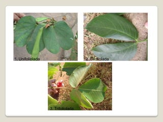 1. Unifoliolada 2. Bifoliolada
3. Trifoliolada
 