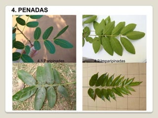 4. PENADAS
4.1 Paripinadas 4.2 Imparipinadas
 