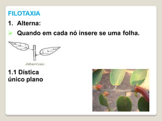 FILOTAXIA
1. Alterna:
 Quando em cada nó insere se uma folha.
1.1 Dística
único plano
 