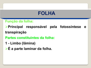 Função da folha:
Principal responsável pela fotossíntese e
transpiração
Partes constituintes da folha:
1 - Limbo (lâmina)
É a parte laminar da folha.
FOLHA
 
