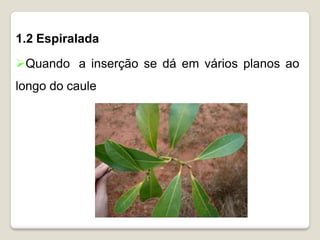 1.2 Espiralada
Quando a inserção se dá em vários planos ao
longo do caule
 