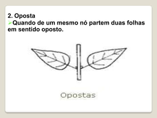 2. Oposta
Quando de um mesmo nó partem duas folhas
em sentido oposto.
 