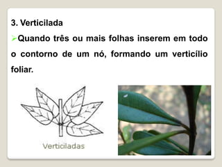 3. Verticilada
Quando três ou mais folhas inserem em todo
o contorno de um nó, formando um verticílio
foliar.
 