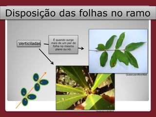 Disposição das folhas no ramo
Verticiladas
Qualea parviflora Mart.
Vochysia rufa Mart.
É quando surge
mais de um par de
folha no mesmo
plano ou nó.
 