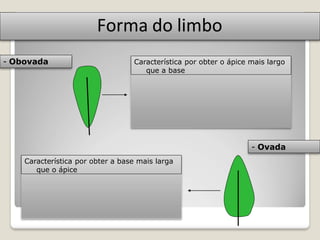 Forma do limbo
- Obovada
- Ovada
Característica por obter o ápice mais largo
que a base
Característica por obter a base mais larga
que o ápice
 