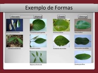 Ovado
Exemplo de Formas
Obovado Elíptica
Buchenaviatomentosa
Cariniana estrellensis
Oblonga
Coussarea hydrangeifolia
Roupalamontana
Maytenusfloribunda
Annonacoriacea
Guettardaviburnoides
Neea theifera
Piptocarpha rotundifolia
Qualea parviflora
 