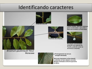 Identificando caracteres
Brosimum gaudichaudii Trécul
Moraceae
Estípulas caducas
Folhas simples, alternas e dísticas;
ápice arredondado a apiculado e
base sub-cordada a arredondada
Prolongamento da nervura
(margem denteada)
Nervuras impressas na face abaxial
e salientes na face adaxial; concolor;
Margem denteada conforme aproxima
do ápice.
Cicatrizes das estípulas
Exudação (caracteristica
presente nas espécies da
Família, podendo variar na
de branca a amarela)
 