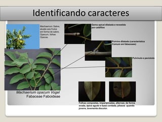 Identificando caracteres
Machaerium opacum Vogel
Fabaceae Faboideae
Gema apical dilatada e revestida
por catáfilos
Pulvino dilatado (característica
Comum em fabaceaes)
Pulvinulo e peciolulo
Folhas compostas, imparipinadas, alternas; de forma
ovada, ápice agudo e base cordada, pilosos quando
jovens, levemente discolor.
Machaerium: Sabre,
alusão aos frutos
em forma de sabre.
Opacum, folhas
Opacas.
 