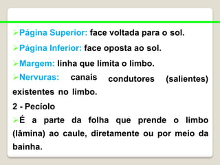 Página Superior: face voltada para o sol.
Página Inferior: face oposta ao sol.
Margem: linha que limita o limbo.
condutores (salientes)
Nervuras: canais
existentes no limbo.
2 - Pecíolo
É a parte da folha que prende o limbo
(lâmina) ao caule, diretamente ou por meio da
bainha.
 