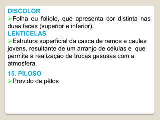 DISCOLOR
Folha ou folíolo, que apresenta cor distinta nas
duas faces (superior e inferior).
LENTICELAS
Estrutura superficial da casca de ramos e caules
jovens, resultante de um arranjo de células e que
permite a realização de trocas gasosas com a
atmosfera.
15. PILOSO
Provido de pêlos
 