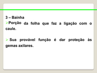 3 – Bainha
da folha que faz a ligação com o
Porção
caule.
 Sua provável função é dar proteção às
gemas axilares.
 