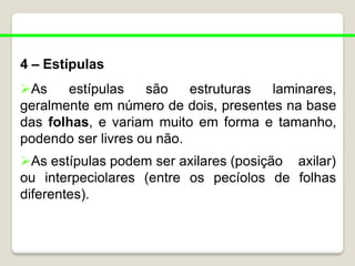 4 – Estípulas
As estípulas são estruturas laminares,
geralmente em número de dois, presentes na base
das folhas, e variam muito em forma e tamanho,
podendo ser livres ou não.
As estípulas podem ser axilares (posição axilar)
os pecíolos de folhas
ou interpeciolares (entre
diferentes).
 