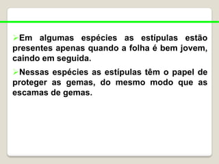 Em algumas espécies as estípulas estão
presentes apenas quando a folha é bem jovem,
caindo em seguida.
Nessas espécies as estípulas têm o papel de
proteger as gemas, do mesmo modo que as
escamas de gemas.
 