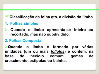 Classificação da folha qto. a divisão do limbo
1. Folhas simples
 Quando o limbo apresenta-se inteiro ou
recortado, mas não subdividido.
2. Folhas Composta
Quando o limbo é formado por várias
unidades (um ou mais folíolos) e contem, na
base do pecíolo comum, gemas de
crescimento, estípulas ou bainha.
 
