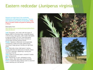 Eastern redcedar (Juniperus virginiana)
Appears as single trees in the residential
subdivisions and watershed landscape. The tree
back appears to be peeling and elongated. Have
two in my yard! Cedars are great for starting a fire
in Africa.
Description from
http://dendro.cnre.vt.edu/dendrology/syllabus/facts
heet.cfm?ID=34
Leaf: Evergreen, very small, with two types of
leaves (often on the same tree), scale-like leaves
1/16 inch long, dark green, with 4 sides held tightly
to twig and longer (1/4 inch), dark blue-green
needle-like leaves that are more common on
young trees and fast growing shoots.
Flower: Species is dioecious, but occasionally
monoecious; males are small, yellow-brown,
occurring in large groups; females are light blue-
green.
Fruit: Berry-like cones, light green in spring,
turning dark blue and glaucous at maturity, about
1/4 inch in diameter, appearing in spring and
maturing in the fall.
Twig: Green for several years, covered in scales,
later turning brown.
Bark: Red-brown in color, exfoliating in long,
fibrous strips, often ashy gray where exposed.
Form: A small tree with a dense ovoid or columnar
crown reaching up to 60 feet tall
 