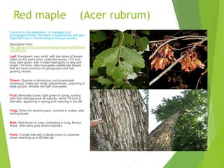 Red maple (Acer rubrum)
Common in the watershed in managed and
unmanaged forests. Prevalent in subdivisions and give
bright fall colors transforming landscape scenery.
Description from
http://dendro.cnre.vt.edu/dendrology/syllabus/factsheet
.cfm?ID=34
Leaf: Evergreen, very small, with two types of leaves
(often on the same tree), scale-like leaves 1/16 inch
long, dark green, with 4 sides held tightly to twig and
longer (1/4 inch), dark blue-green needle-like leaves
that are more common on young trees and fast
growing shoots.
Flower: Species is deciduous, but occasionally
minacious; males are small, yellow-brown, occurring in
large groups; females are light blue-green.
Fruit: Berry-like cones, light green in spring, turning
dark blue and glaucous at maturity, about 1/4 inch in
diameter, appearing in spring and maturing in the fall.
Twig: Green for several years, covered in scales, later
turning brown.
Bark: Red-brown in color, exfoliating in long, fibrous
strips, often ashy gray where exposed.
Form: A small tree with a dense ovoid or columnar
crown reaching up to 60 feet tall.
 