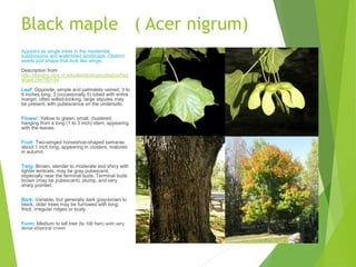 Black maple ( Acer nigrum)
Appears as single trees in the residential
subdivisions and watershed landscape. Distinct
seeds pod shape that look like wings.
Description from
http://dendro.cnre.vt.edu/dendrology/syllabus/fact
sheet.cfm?ID=34
Leaf: Opposite, simple and palmately veined, 3 to
6 inches long, 3 (occasionally 5) lobed with entire
margin, often wilted-looking, large stipules may
be present, with pubescence on the underside.
Flower: Yellow to green, small, clustered,
hanging from a long (1 to 3 inch) stem, appearing
with the leaves.
Fruit: Two-winged horseshoe-shaped samaras
about 1 inch long, appearing in clusters, matures
in autumn.
Twig: Brown, slender to moderate and shiny with
lighter lenticels, may be gray pubescent,
especially near the terminal buds. Terminal buds
brown (may be pubescent), plump, and very
sharp pointed.
Bark: Variable, but generally dark gray-brown to
black; older trees may be furrowed with long,
thick, irregular ridges or scaly.
Form: Medium to tall tree (to 100 feet) with very
dense elliptical crown
 