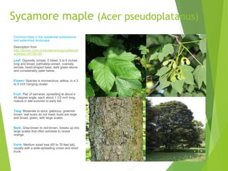 Sycamore maple (Acer pseudoplatanus)
Common trees in the residential subdivisions
and watershed landscape.
Description from
http://dendro.cnre.vt.edu/dendrology/syllabus/f
actsheet.cfm?ID=34
Leaf: Opposite, simple, 5 lobed, 5 to 6 inches
long and broad, palmately-veined, coarsely
serrate, heart-shaped base, dark green above
and considerably paler below.
Flower: Species is monoecious; yellow, in a 3
to 5 inch hanging cluster.
Fruit: Pair of samaras, spreading at about a
45 degree angle, each about 1 1/2 inch long,
mature in late summer to early fall.
Twig: Moderate to stout, glabrous, greenish
brown, leaf scars do not meet; buds are large
and broad, green, with large scales.
Bark: Gray-brown to red-brown, breaks up into
large scales that often exfoliate to reveal
orange.
Form: Medium sized tree (60 to 70 feet tall),
usually with a wide-spreading crown and short
trunk
 