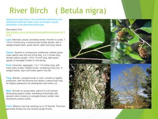 River Birch ( Betula nigra)
Appears as single trees in the residential subdivisions and
watershed landscape. Bark colors and shape uniquely
identifiable in the watershed landscape.
Description from
http://dendro.cnre.vt.edu/dendrology/syllabus/factsheet.cfm?I
D=34
Leaf: Alternate, simple, pinnately-veined, rhombic to ovate, 1
1/2 to 3 inches long, conspicuously doubly serrate, with a
wedge-shaped base, green above, paler and fuzzy below.
Flower: Species is monoecious; preformed, reddish green,
male catkins near the end of the twig, 2 to 3 inches long;
female catkins upright, 1/4 to 1/2 inch long, light green,
appear or elongate (males) in mid-spring.
Fruit: Cone-like, aggregate, 1 to 1 1/2 inches long, with
many hairy scales, reddish brown, containing many tiny, 3-
winged seeds, ripen and break apart in the fall.
Twig: Slender, orangish brown in color, smooth or slightly
pubescent, with the terminal bud absent. Lateral buds may
be slightly pubescent. No wintergreen odor when cut.
Bark: Smooth on young trees, salmon to rust colored;
developing papery scales, exfoliating horizontally with
several colors (creamy to orangish-brown) visible; later
developing coarse scales.
Form: Medium size tree reaching up to 70 feet tall. The trunk
generally divides low into several upright trunks.
 