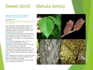 Sweet birch (Betula lenta)
Appears as single trees in the residential
subdivisions and watershed landscape.
Description from
http://dendro.cnre.vt.edu/dendrology/syllabus/facts
heet.cfm?ID=34
Leaf: Alternate, simple, pinnately-veined, ovate,
with an acute tip and cordate base, singly or
irregularly doubly, sharply serrate margins, 2 to 4
inches long, petiole is stout and pubescent, dark
shiny green above, paler below.
Flower: Species is minacious; preformed, green
male catkins near the end of the twig, 3/4 to 1 inch
long; females are upright, 1/2 to 3/4 inch long,
green tinged in red, appear or elongate (males) in
mid-spring.
Fruit: Cone-like aggregate, brown, 1 to 1 1/2
inches long, scales hairless or nearly so,
containing very small 2-winged nutlets, ripen and
break apart in late summer and fall.
Twig: Twigs are slender, reddish brown and
lenticellate with a wintergreen smell when cut. On
older trees, spur shoots are apparent. Terminal
buds are absent, lateral buds two toned, green and
brown.
Bark: Reddish brown to black on young trees, later
gray to nearly black; eventually breaking up into
large, thin, irregular, scaly plates.
Form: A medium sized tree with a single straight
trunk reaching up to 60 feet tall
 