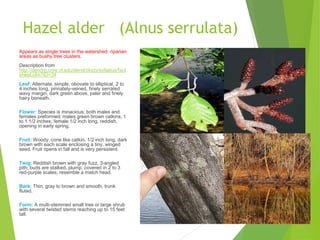 Hazel alder (Alnus serrulata)
Appears as single trees in the watershed riparian
areas as bushy tree clusters.
Description from
http://dendro.cnre.vt.edu/dendrology/syllabus/fact
sheet.cfm?ID=34
Leaf: Alternate, simple, obovate to elliptical, 2 to
4 inches long, pinnately-veined, finely serrated
wavy margin, dark green above, paler and finely
hairy beneath.
Flower: Species is minacious; both males and
females preformed; males green brown catkins, 1
to 1 1/2 inches; female 1/2 inch long, reddish,
opening in early spring.
Fruit: Woody, cone like catkin, 1/2 inch long, dark
brown with each scale enclosing a tiny, winged
seed. Fruit ripens in fall and is very persistent.
Twig: Reddish brown with gray fuzz, 3-angled
pith; buds are stalked, plump, covered in 2 to 3
red-purple scales, resemble a match head.
Bark: Thin, gray to brown and smooth, trunk
fluted.
Form: A multi-stemmed small tree or large shrub
with several twisted stems reaching up to 15 feet
tall.
 