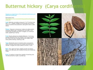 Butternut hickory (Carya cordiformis)
Appears as single trees in the residential subdivisions and
watershed landscape.
Description from
http://dendro.cnre.vt.edu/dendrology/syllabus/factsheet.cf
m?ID=34
Leaf: Alternate, pinnately compound, 7 to 10 inches long,
with 7 to 11 leaflets, leaflets are lanceolate and serrate,
rachis is slender and pubescent, dark green above, paler
below.
Flower: Species is monacious; males are yellow-green,
drooping catkins with 3 hanging from one stalk, 3 to 4
inches long; females are short, 4-angled, on a terminal
spike, appearing in spring.
Fruit: Nearly globose but slightly flattened, 1 inch long,
partially dehiscent from the middle to the sharp-pointed
tip; husk is thin and 4-winged above the middle, often
dusty-yellow looking; maturing in fall.
Twig: Moderately stout to slender (when compared to
other hickories), leaf scars are 3-lobed; terminal bud is
valvate, 4-angled and sulfur-yellow to brown in color.
Bark: Thin, tight and hard; initially smooth and silvery
gray, much later gray with shallow furrows and interlacing
ridges.
Form: A medium to large tree capable of reaching over
100 feet tall with an open, rounded top.
 