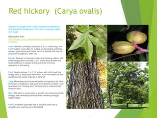 Red hickory (Carya ovalis)
Appears as single trees in the residential subdivisions
and watershed landscape. The bark is uniquely ridged
and rough.
Description from
http://dendro.cnre.vt.edu/dendrology/syllabus/factsheet.cf
m?ID=34
Leaf: Alternate, pinnately compound, 8 to 12 inches long, with
5 or 9 leaflets (most often 7), leaflets are lanceolate and finely
serrate, green above and below, rachis is slender and may be
pubescent or glabrous, often red.
Flower: Species is minacious; males are drooping catkins, with
three hanging from one stalk, 2 to 3 inches long; females are
short and found in clusters at the end of the branches,
appearing in mid-spring.
Fruit: Nearly globose, 1 to 1 1/2 inches, with a thin husk that
mostly splits to base upon maturation, nut is not ribbed and the
seed is usually sweet, matures in early fall.
Twig: Moderately stout to slender (when compared to the other
hickories) and glabrous; leaf scars are 3-lobed to cordate - best
described as a "monkey face"; terminal bud is small and light
brown in color.
Bark: The bark on young trees is smooth, soon becoming finely
shaggy, later developing obvious close interlacing shaggy-
topped ridges.
Form: A medium sized tree with a rounded crown and a
straight trunk, reaching up to 80 feet tall.
 