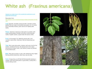White ash (Fraxinus americana)
Appears as single trees in the residential subdivisions and
watershed landscape.
Description from
http://dendro.cnre.vt.edu/dendrology/syllabus/factsheet.cfm?ID
=34
Leaf: Opposite, pinnately compound with 7 serrate to entire
leaflets that are ovate to somewhat lanceolate, 8 to 12 inches
long, essentially hairless, green above and slightly paler
below.
Flower: Species is deciduous; light green to purplish, both
sexes lacking petals, females occurring in loose panicles,
males in tighter clusters, appear after the leaves unfold.
Fruit: A one-winged, dry, flattened samara with a full,
rounded, seed cavity, maturing in fall and dispersing over
winter.
Twig: Stout, gray-olive-green, hairless, leaf scars round at the
bottom, notched at the top, with lateral buds in the notch;
terminal bud is large, brown, with leathery scales and flanked
by two lateral buds.
Bark: Ashy gray to brown in color, with interlacing corky ridges
forming obvious diamonds; older trees may be scaly.
Form: A large tree up to 80 feet tall that typically develops a
straight, clear bole (particularly on good sites), usually with a
narrow oblong crown.
 