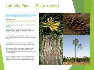 Loblolly Pine ( Pinus taeda)
Common in the watershed and one of the dominant
pines in managed and unmanaged forests. Infestation
by the Southern American Beetle is prevalent.
Description from
http://dendro.cnre.vt.edu/dendrology/syllabus/factshe
et.cfm?ID=34
Leaf: Evergreen needles, 6 to 9 inches long, with
(usually)
Flower: Species is monoecious; males long
cylindrical, red to yellow, in clusters at branch tips;
females yellow to purple.
Fruit: Ovoid to cylindrical, 3 to 6 inch red-brown
cones; umbo is armed with a short spine, maturing in
early fall.
Twig: Orange-brown in color, fine to moderately
stout; buds are narrowly ovoid, light reddish brown.
Bark: Initially red- to gray-brown and scaly; older
trees are ridged and furrowed, with somewhat
rounded scaly plates; very old trees have red-brown,
flat scaly plates.
Form: A medium to large tree can reach well over
100 feet tall, self-prunes well and develops a fairly
straight trunk and an oval, somewhat open crown
 