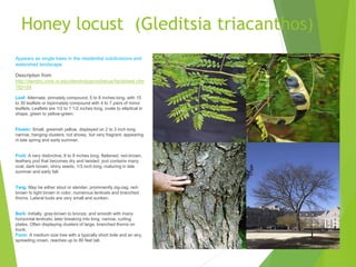 Honey locust (Gleditsia triacanthos)
Appears as single trees in the residential subdivisions and
watershed landscape.
Description from
http://dendro.cnre.vt.edu/dendrology/syllabus/factsheet.cfm
?ID=34
Leaf: Alternate, pinnately compound, 5 to 8 inches long, with 15
to 30 leaflets or bipinnately compound with 4 to 7 pairs of minor
leaflets. Leaflets are 1/2 to 1 1/2 inches long, ovate to elliptical in
shape, green to yellow-green.
Flower: Small, greenish yellow, displayed on 2 to 3 inch long
narrow, hanging clusters, not showy, but very fragrant, appearing
in late spring and early summer.
Fruit: A very distinctive, 6 to 8 inches long, flattened, red-brown,
leathery pod that becomes dry and twisted; pod contains many
oval, dark brown, shiny seeds, 1/3 inch long, maturing in late
summer and early fall.
Twig: May be either stout or slender, prominently zig-zag, red-
brown to light brown in color, numerous lenticels and branched
thorns. Lateral buds are very small and sunken.
Bark: Initially, gray-brown to bronze, and smooth with many
horizontal lenticels, later breaking into long, narrow, curling
plates. Often displaying clusters of large, branched thorns on
trunk.
Form: A medium size tree with a typically short bole and an airy,
spreading crown, reaches up to 80 feet tall.
 