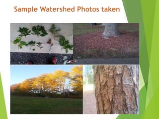 Dendrology rapidan river watershed