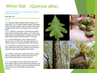 White Oak (Quercus alba)
Common in the watershed and riparian and tree stands in
residential subdivisions.
Description from
http://dendro.cnre.vt.edu/dendrology/syllabus/factsheet.cfm
?ID=34
Leaf: Alternate, simple, oblong to ovate in shape, 4 to 7
inches long; 7 to 10 rounded, finger-like lobes, sinus depth
varies from deep to shallow, apex is rounded and the base
is wedge-shaped, green to blue-green above and whitish
below.
Flower: Species is monoecious; male flowers are yellow-
green, borne in naked, slender catkins, 2 to 4 inches long;
female flowers are reddish green and appear as very small
single spikes; appearing with the leaves in mid-spring.
Fruit: Ovoid to oblong acorn, cap is warty and bowl-
shaped, covers 1/4 of the fruit; cap always detaches at
maturity; matures in one growing season in the early fall.
Twig: Red-brown to somewhat gray, even a bit purple at
times, hairless and often shiny; multiple terminal buds are
red-brown, small, rounded (globose) and hairless.
Bark: Whitish or ashy gray, varying from scaly on smaller
stems to irregularly platy or blocky on large stems. On
older trees smooth patches are not uncommon.
Form: A very large tree; when open grown, white oaks
have rugged, irregular crowns that are wide spreading, with
a stocky bole. In the forest crowns are upright and oval with
trees reaching up to 100 feet tall and several feet in
diameter
 