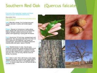 Southern Red Oak (Quercus falcate)
Common in the watershed: riparian and forest
stands and also residential subdivisions.
Description from
http://dendro.cnre.vt.edu/dendrology/syllabus/facts
heet.cfm?ID=34
Leaf: Alternate, simple, 5 to 9 inches long and
roughly obovate in outline with bristle tipped
lobes..
Flower: Species is monoecious; males yellow-
green (tinged with red) borne on long thread like
catkins; females reddish and borne on short
spikes, both appearing in spring with the leaves.
Fruit: Acorns are 1/2 inch long, orange-brown and
pubescent. The cap covers less than 1/3 of the nut
and is quite thin and flattened; cap scales are
orange-brown, appressed and slightly pubescent;
matures after two years, ripens in the fall.
Twig: Reddish brown in color, may be gray-
pubescent (particularly rapidly growing stems such
as stump sprouts) or glabrous; multiple terminal
buds are dark reddish brown, pubescent, pointed
and only 1/8 to 1/4 inch long, laterals buds are
similar, but shorter.
Bark: Dark in color, thick, with broad, scaly ridges
separated by deep, narrow furrows. Resembles Q.
velutina, but the inner bark is only slightly yellow.
Form: A medium sized tree up to 90 feet tall with a
rounded crown.
 