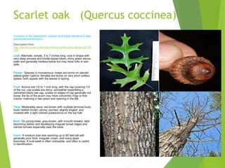 Scarlet oak (Quercus coccinea)
Common in the watershed: riparian and forest stands and also
residential subdivisions.
Description from
http://dendro.cnre.vt.edu/dendrology/syllabus/factsheet.cfm?ID
=34
Leaf: Alternate, simple, 3 to 7 inches long, oval in shape with
very deep sinuses and bristle-tipped lobes, shiny green above,
paler and generally hairless below but may have tufts in vein
axils.
Flower: Species is monoecious; males are borne on slender
yellow-green catkins; females are borne on very short axillary
spikes, both appear with the leaves in spring.
Fruit: Acorns are 1/2 to 1 inch long, with the cap covering 1/2
of the nut, cap scales are shiny, somewhat resembling a
varnished black oak cap, scales on edges of cap generally not
loose; the tip of the acorn may have concentric rings or fine
cracks; maturing in two years and ripening in the fall.
Twig: Moderately stout, red-brown with multiple terminal buds;
buds reddish brown, plump, pointed, slightly angled, and
covered with a light colored pubescence on the top half.
Bark: On young trees, gray-brown, with smooth streaks; later
becoming darker and developing irregular broad ridges and
narrow furrows especially near the base.
Form: A medium size tree reaching up to 80 feet tall with
generally poor form, irregular crown, and many dead
branches. A butt-swell is often noticeable, and often is useful
in identification.
 