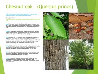 Chesnut oak (Quercus prinus)
One of the common oaks in the watershed : riparian and
forest stands and also residential subdivisions.
Description from
http://dendro.cnre.vt.edu/dendrology/syllabus/factsheet.cfm?ID
=34
Leaf: Alternate, simple, 3 to 7 inches long, oval in shape with
very deep sinuses and bristle-tipped lobes, shiny green above,
paler and generally hairless below but may have tufts in vein
axils.
Flower: Species is monoecious; males are borne on slender
yellow-green catkins; females are borne on very short axillary
spikes, both appear with the leaves in spring.
Fruit: Acorns are 1/2 to 1 inch long, with the cap covering 1/2
of the nut, cap scales are shiny, somewhat resembling a
varnished black oak cap, scales on edges of cap generally not
loose; the tip of the acorn may have concentric rings or fine
cracks; maturing in two years and ripening in the fall.
Twig: Moderately stout, red-brown with multiple terminal buds;
buds reddish brown, plump, pointed, slightly angled, and
covered with a light colored pubescence on the top half.
Bark: On young trees, gray-brown, with smooth streaks; later
becoming darker and developing irregular broad ridges and
narrow furrows especially near the base.
Form: A medium size tree reaching up to 80 feet tall with
generally poor form, irregular crown, and many dead
branches. A butt-swell is often noticeable, and often is useful
in identification
 