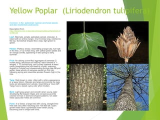 Yellow Poplar (Liriodendron tulipifera)
Common in the watershed: riparian and forest stands
and also residential subdivisions.
Description from
http://dendro.cnre.vt.edu/dendrology/syllabus/factsheet.cf
m?ID=34
Leaf: Alternate, simple, palmately veined, orbicular, 4-
lobed with an entire margin, 4 to 8 inches long, notched to
flat top. Somewhat shaped like a tulip, light green to
green.
Flower: Perfect, showy, resembling a large tulip, but high
in the tree, 2 1/2 inches long, with yellow-green petals and
an orange corolla, appearing in late spring to early
summer.
Fruit: An oblong (cone-like) aggregate of samaras (2
inches long), deciduous at maturity; each samara is 1-
winged, 1 1/2 inches long, and curved upwards at seed
cavity (resembling the front keel of a boat); maturing
August to October and disseminating through late fall and
winter; base whorls of samaras persist on fruit into
following spring and resemble wooden flowers high in the
tree.
Twig: Red-brown in color, often with a shiny appearance
or a waxy bloom. Stipules are large and encircle the twig;
buds are elongated and valvate, resembling a "duck bill".
Twigs have a sweet, spicy odor when broken.
Bark: Light gray-green and smooth when young, later
developing flat-topped ridges and conspicuous white
colored furrows in diamond shaped patterns. On older
trees sapsucker holes are common.
Form: In a forest, a large tree with a long, straight limb-
free bole very often reaching over 100 feet tall. Open-
grown trees have a pyramidal crown when young,
becoming oval in shape with time.
 