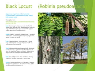 Black Locust (Robinia pseudoacacia)
Appears as single trees in the residential
subdivisions and watershed landscape. Seeds
pods easy to notice.
Description from
http://dendro.cnre.vt.edu/dendrology/syllabus/fact
sheet.cfm?ID=34
Leaf: Alternate, pinnately compound, with 7 to 19
leaflets, 8 to 14 inches long. Leaflets are oval, one inch
long, with entire margins. Leaves resemble sprigs of
grapes; green above and paler below.
Flower: Perfect, showy and fragrant, white, 1 inch long
and pea-like, borne in long (5 inches) hanging clusters,
appear in mid to late spring.
Fruit: Flattened legume, light brown, 2 to 4 inches
long; containing 4 to 8 kidney-shaped, smooth, red-
brown seeds, ripen in the fall.
Twig: Zigzag, somewhat stout and angular, red-brown
in color, numerous lighter lenticels. Paired spines at
each leaf scar (often absent on older or slow growing
twigs); buds are submerged beneath the leaf scar.
Bark: Gray or light brown, thick and fibrous, heavily
ridged and furrowed, resembles a woven rope.
Form: A medium sized tree to 70 feet, with a relatively
straight trunk and a crown of crooked branches. Often
forms thickets by root suckering.
 