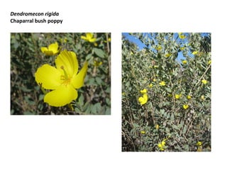 Dendromecon rigida
Chaparral bush poppy

 