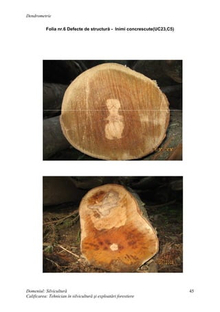 Dendrometrie
Domeniul: Silvicultură
Calificarea: Tehnician în silvicultură şi exploatări forestiere
45
Folia nr.6 Defecte de structură - Inimi concrescute(UC23,C5)
 
