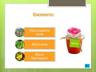 Маслодайна
роза
Маточина
Жълт
Кантарион
 