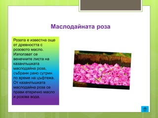 Маслодайната роза
Розата е известна още
от древността с
розовото масло.
Използват се
венечните листа на
казанлъшката
масло...