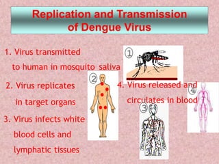 Replication and Transmission
             of Dengue Virus

1. Virus transmitted            1
  to human in mosquito saliva
                         2
2. Virus replicates          4. Virus released and
                                                4
   in target organs             circulates in blood
                                    3
3. Virus infects white
  blood cells and
  lymphatic tissues
 