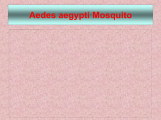 Aedes aegypti Mosquito
 
