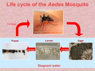 Life cycle of the Aedes Mosquito


1-2 days




   Pupae                  Larvae                  Eggs


           4-5 days                    2-3 days




                      Stagnant water
 