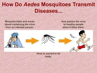 How Do Aedes Mosquitoes Transmit
          Diseases...
Mosquito bites and sucks                               And passes the virus
blood containing the virus                              to healthy people
 from an infected person.                               when it bites them.




                             Virus is carried in its
                                     body.
 