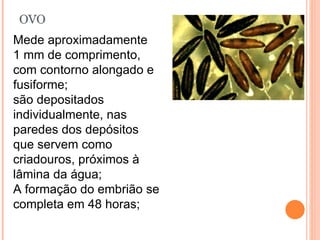 OVO Mede aproximadamente  1 mm de comprimento, com contorno alongado e fusiforme;  são depositados individualmente, nas paredes dos depósitos que servem como criadouros, próximos à lâmina da água;  A formação do embrião se completa em 48 horas; 