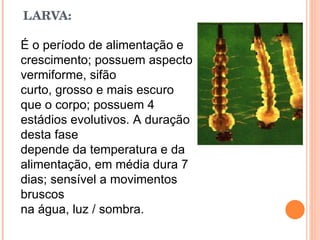 LARVA:    É o período de alimentação e crescimento; possuem aspecto vermiforme, sifão curto, grosso e mais escuro que o corpo; possuem 4 estádios evolutivos. A duração desta fase depende da temperatura e da alimentação, em média dura 7 dias; sensível a movimentos bruscos na água, luz / sombra. 