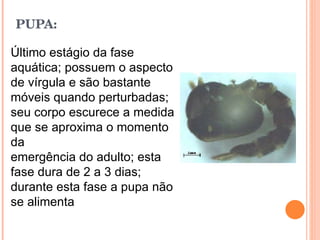 PUPA: Último estágio da fase aquática; possuem o aspecto de vírgula e são bastante móveis quando perturbadas; seu corpo escurece a medida que se aproxima o momento da emergência do adulto; esta fase dura de 2 a 3 dias; durante esta fase a pupa não se alimenta 