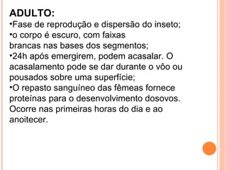 ADULTO:  Fase de reprodução e dispersão do inseto;  o corpo é escuro, com faixas brancas nas bases dos segmentos; 24h após emergirem, podem acasalar. O acasalamento pode se dar durante o vôo ou pousados sobre uma superfície;  O repasto sanguíneo das fêmeas fornece proteínas para o desenvolvimento dosovos. Ocorre nas primeiras horas do dia e ao anoitecer.  